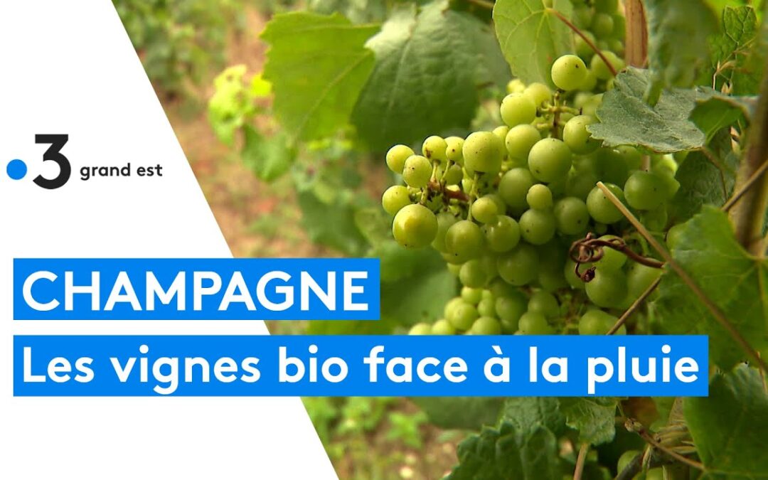 Champagne : les vignes bio se protègent face à la pluie en prévision des vendanges