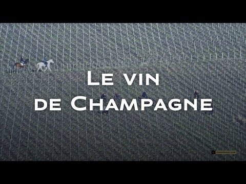 Découvrez le Voltis, le Nouveau Venu qui Révolutionne le Monde du Champagne !