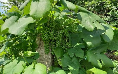 Champagne Secrets : Comment les pépins de raisin deviennent du Biocarburant et des Antioxydants